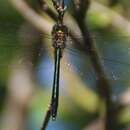 Image of Procordulia irregularis Martin 1907