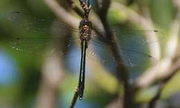 Image of Procordulia irregularis Martin 1907