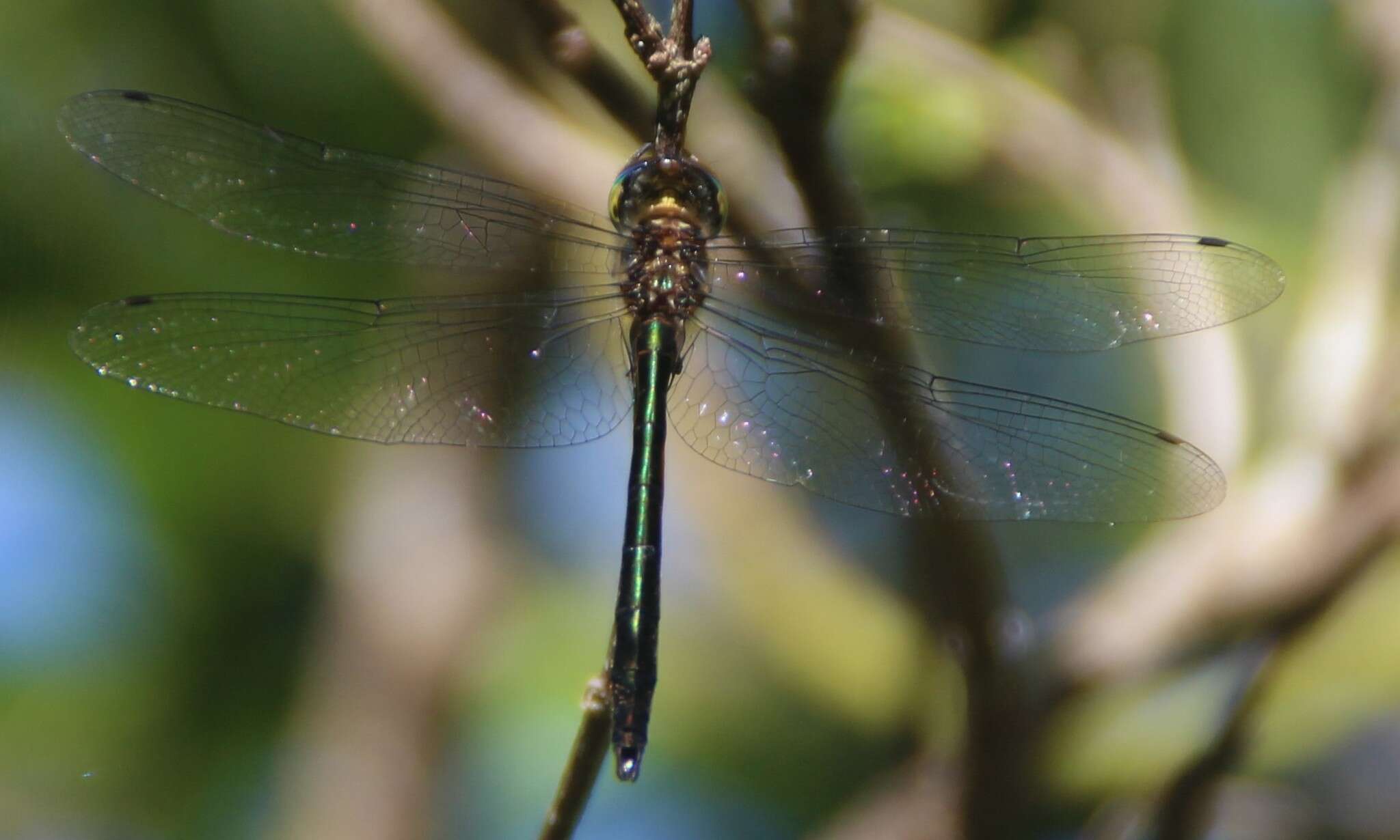 Image of Procordulia irregularis Martin 1907