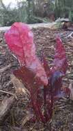 Image of Beta vulgaris subsp. vulgaris Cicla