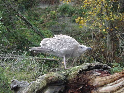 Image of Glaucous-winged Gull