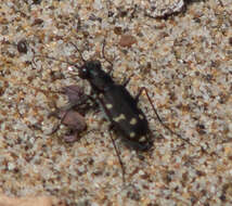 Plancia ëd Cicindela (Cicindela) oregona Le Conte 1856