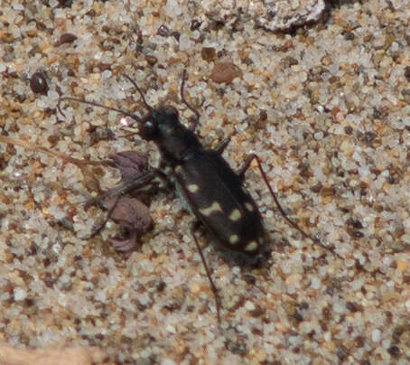 Plancia ëd Cicindela (Cicindela) oregona Le Conte 1856