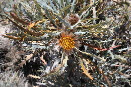 Image of Banksia vestita (Meissn.) A. R. Mast & K. R. Thiele