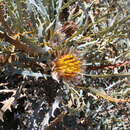 Image de Banksia vestita (Meissn.) A. R. Mast & K. R. Thiele