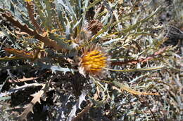 Image of Banksia vestita (Meissn.) A. R. Mast & K. R. Thiele