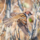 Image of Passer montanus saturatus Stejneger 1885