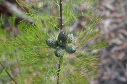 Imagem de Petrophile pulchella (Schrader & Wendl.) R. Br.