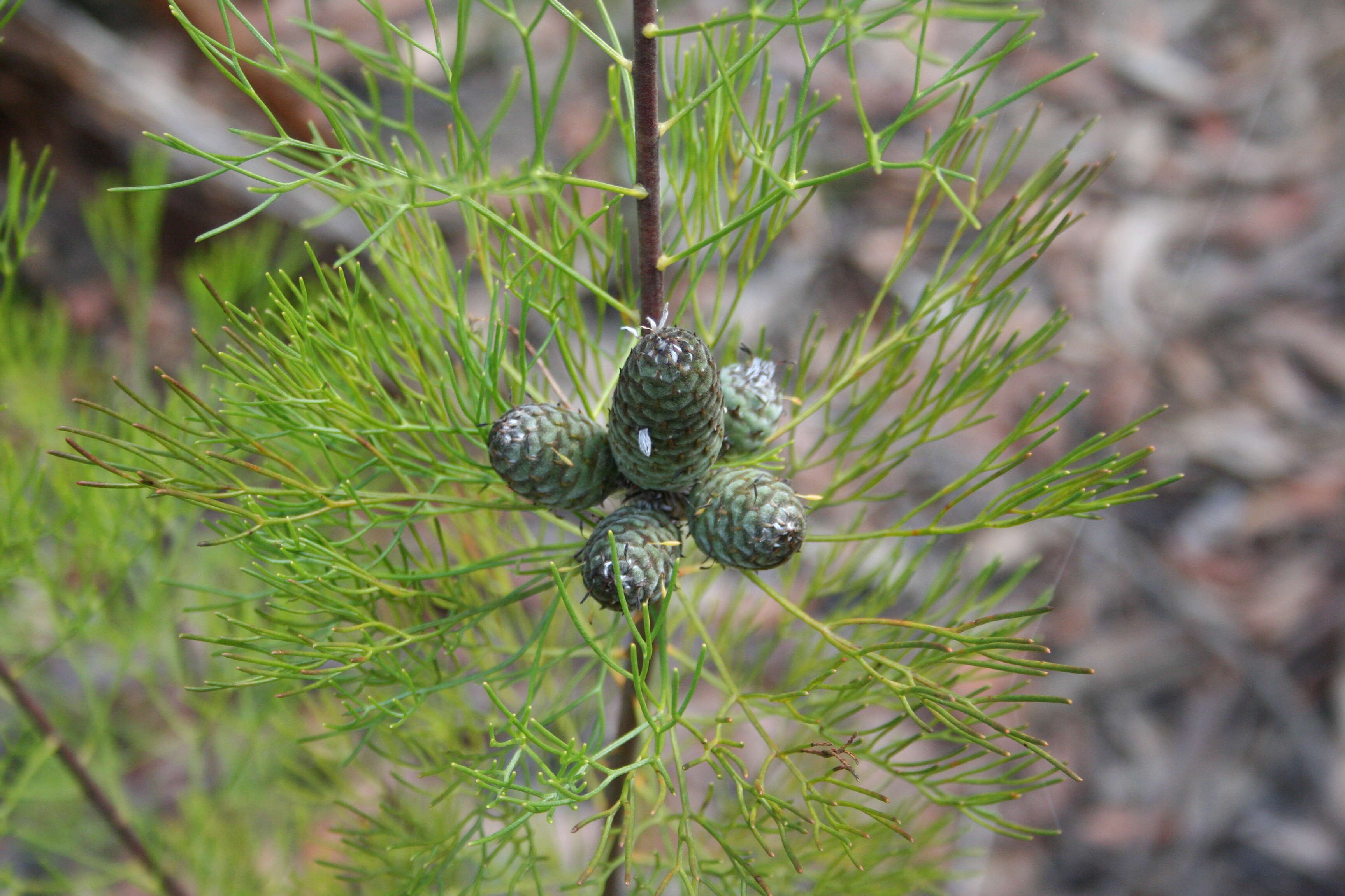 Imagem de Petrophile pulchella (Schrader & Wendl.) R. Br.