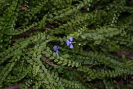 Image de Lobelia andrewsii Lammers