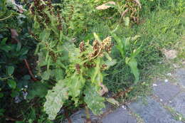 Imagem de Rumex japonicus Houtt.