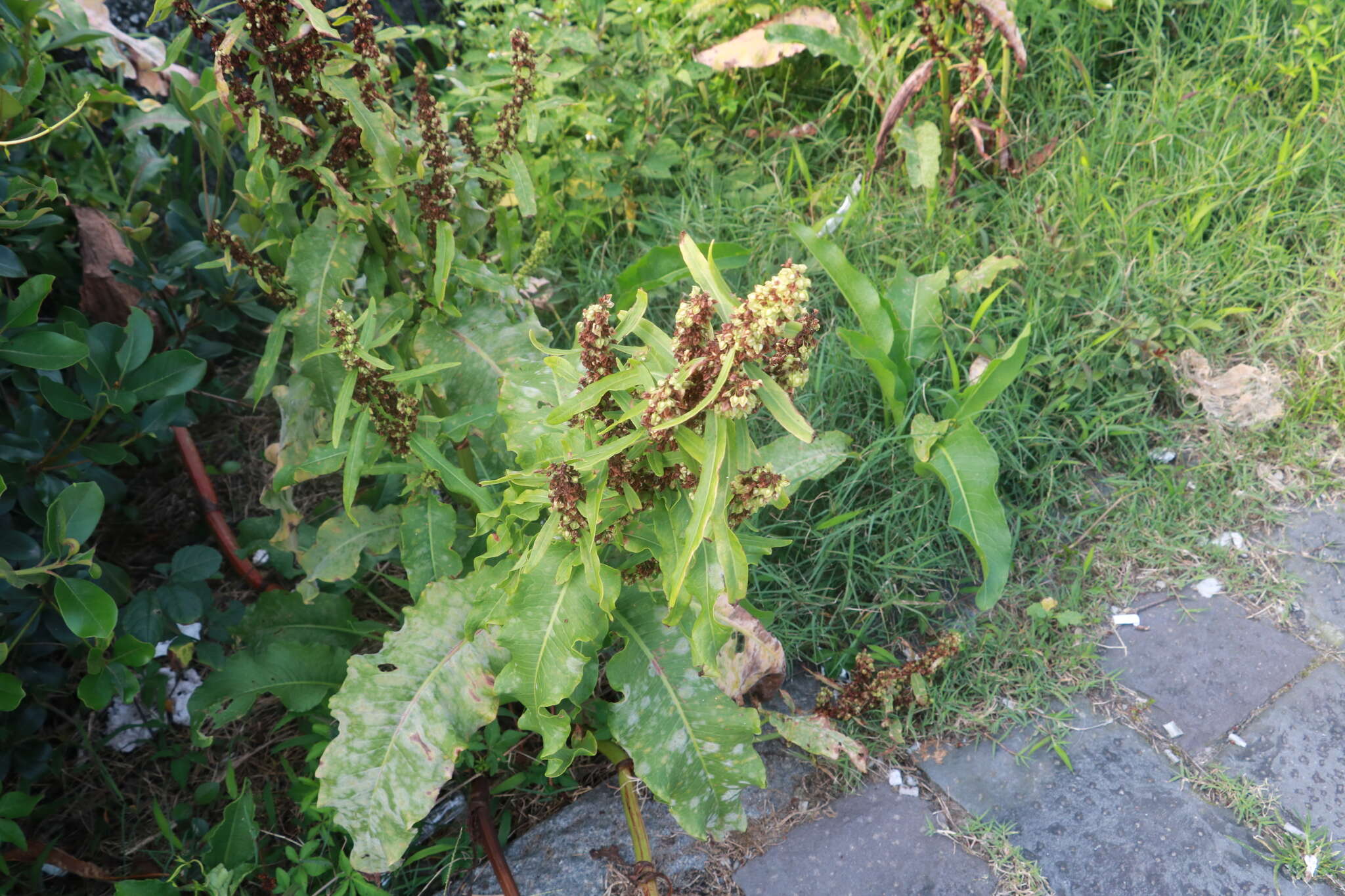 Imagem de Rumex japonicus Houtt.