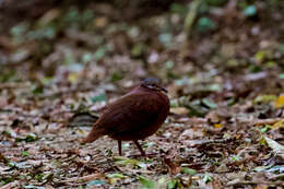 Image of Chiriqui Quail-Dove