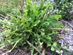 Image of Common Dandelion