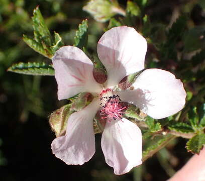 Image of Anisodontea triloba (Thunb.) D. M. Bates