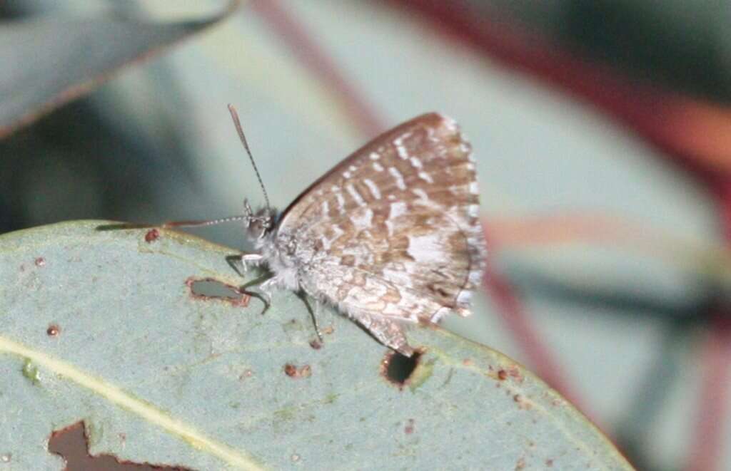 Image de Theclinesthes serpentata (Herrich-Schäffer 1869)