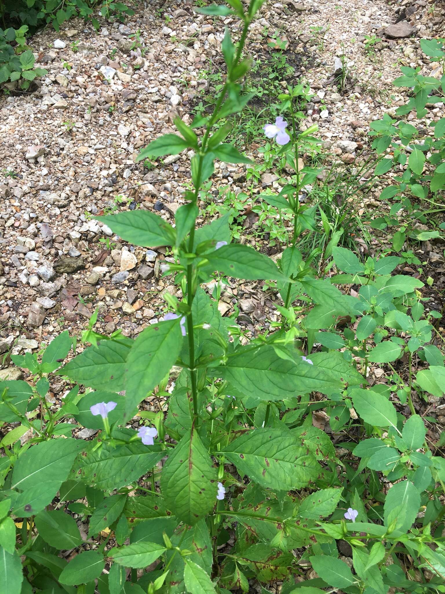 Image of sharpwing monkeyflower