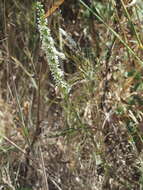 Plancia ëd Platanthera elegans subsp. elegans