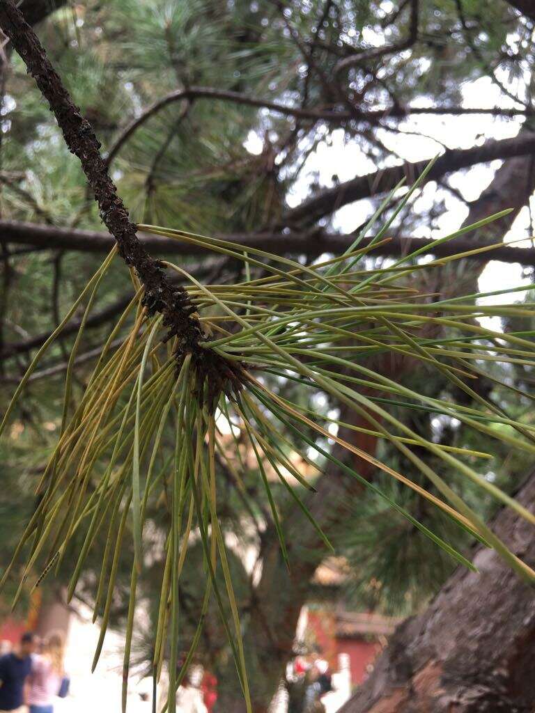 Imagem de Pinus tabuliformis Carrière