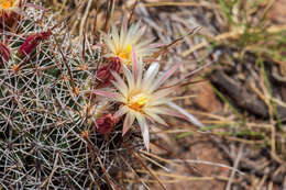 Image of Coryphantha clavata (Scheidw.) Backeb.