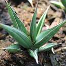 Слика од Sansevieria pinguicula P. R. O. Bally