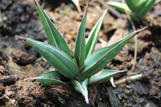 Imagem de Sansevieria pinguicula P. R. O. Bally