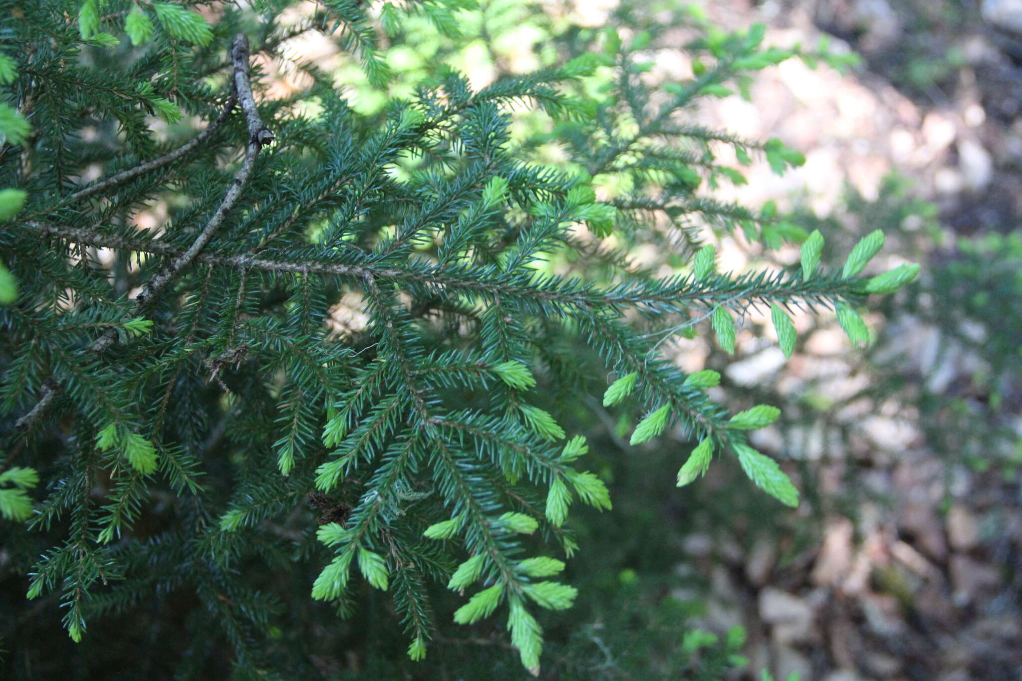 Image of Caucasian Spruce