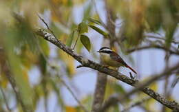 Image of Red-tailed Minla