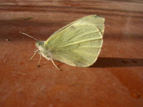 Image of cabbage butterfly