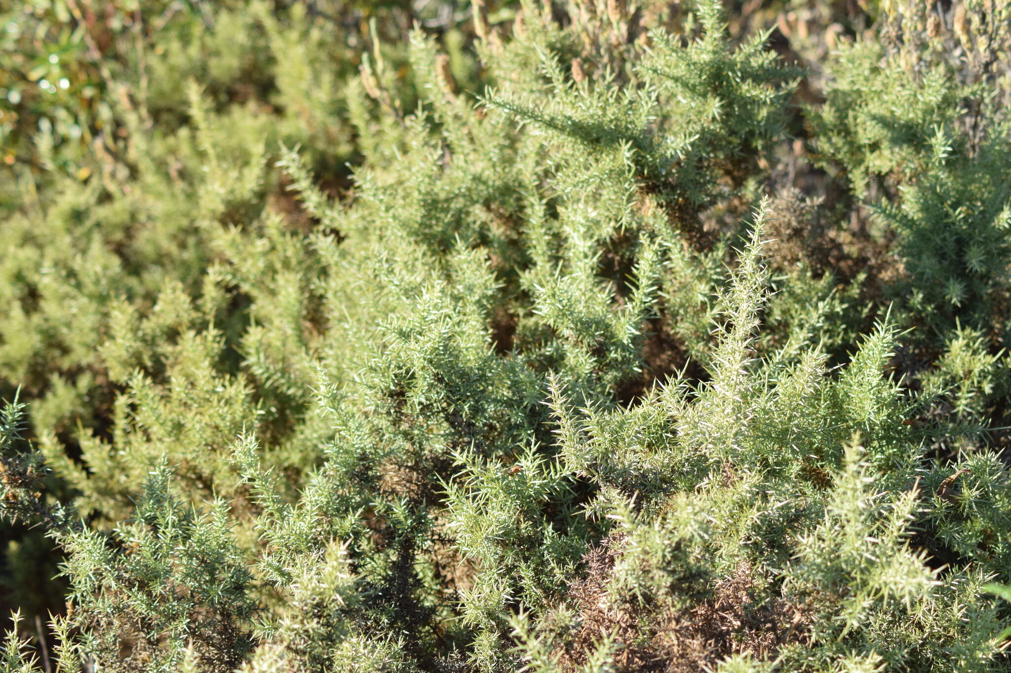 Image de Ulex argenteus subsp. argenteus