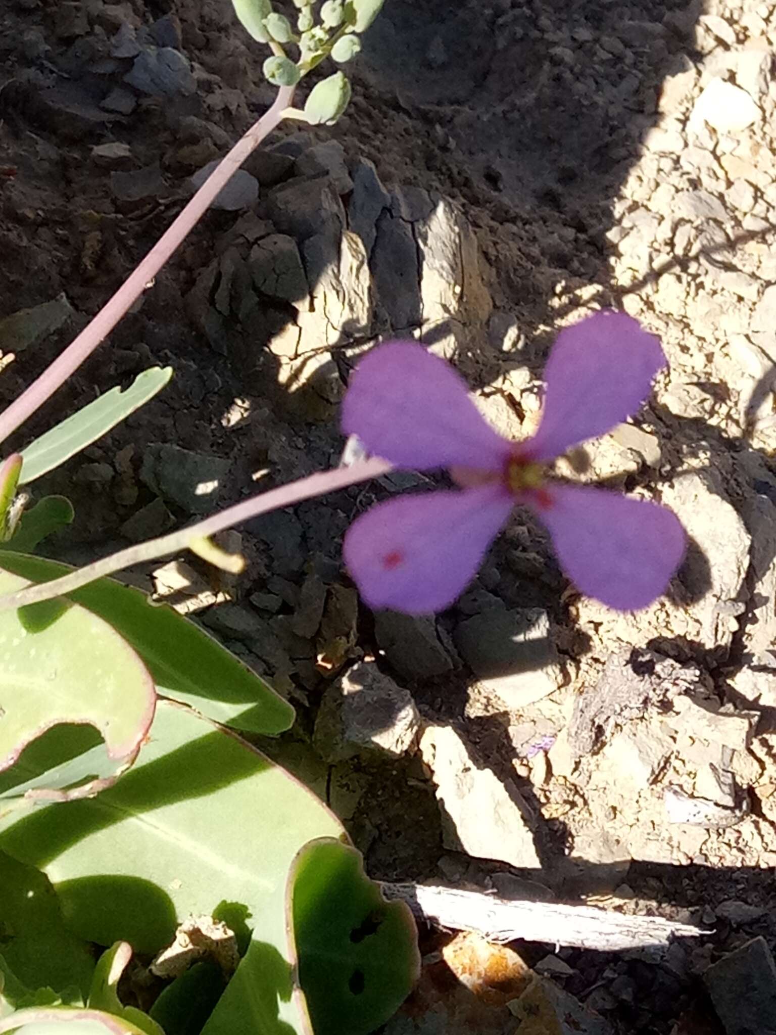 Imagem de Moricandia suffruticosa (Desf.) Coss. & Durieu