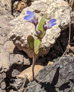 Image of Wright's blue eyed Mary