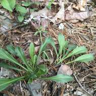 Imagem de Silene caroliniana subsp. pensylvanica (Michx.) R. T. Clausen