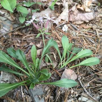 Silene caroliniana subsp. pensylvanica (Michx.) R. T. Clausen resmi