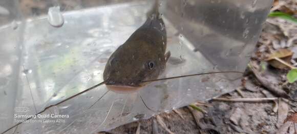 Image of Pale catfish