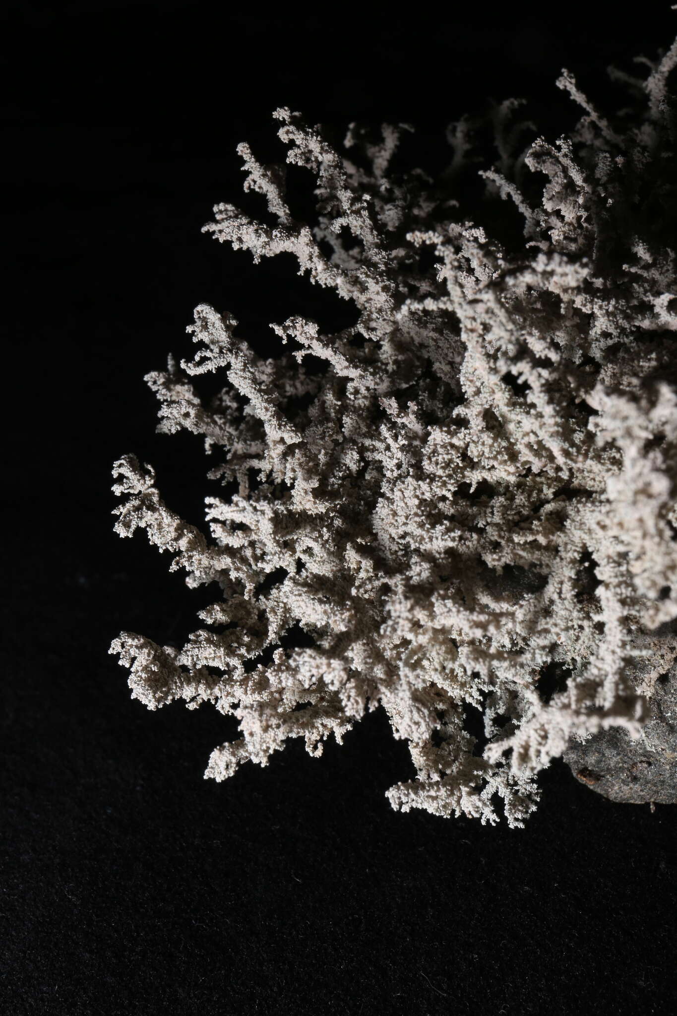 Image of Rock foam lichen