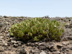 Image of Opuntia dillenii