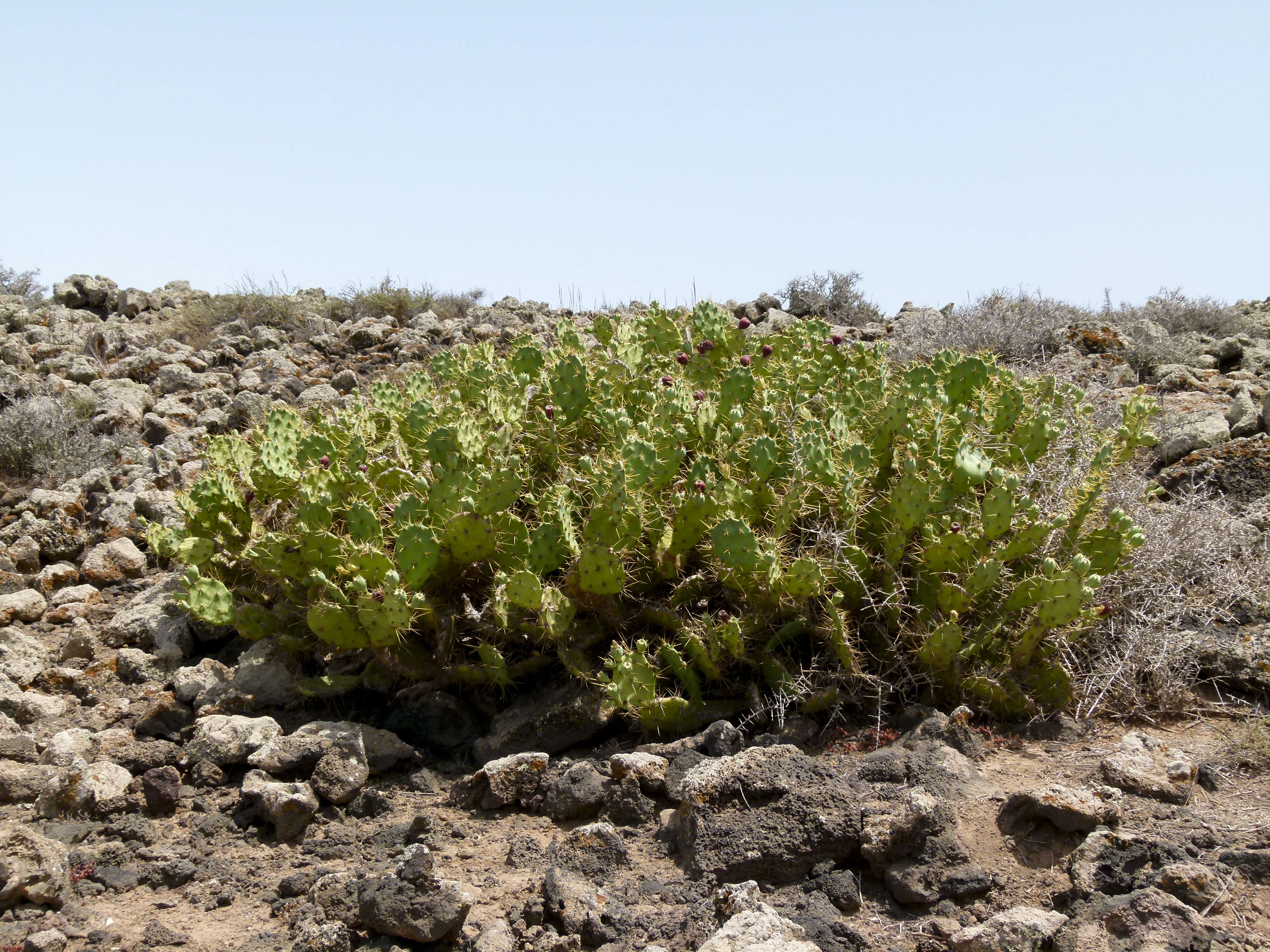 Image of Opuntia dillenii