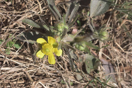 Ranunculus rhomboideus Goldie的圖片