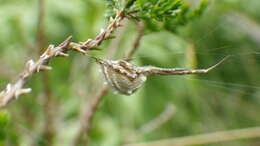 Image of Uloborus walckenaerius Latreille 1806