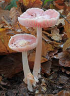 Image of Mycena rosea Gramberg 1912