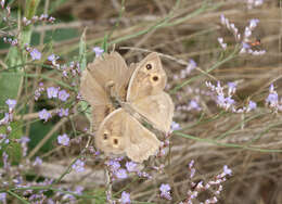 Image of Hyponephele lupinus Costa 1836