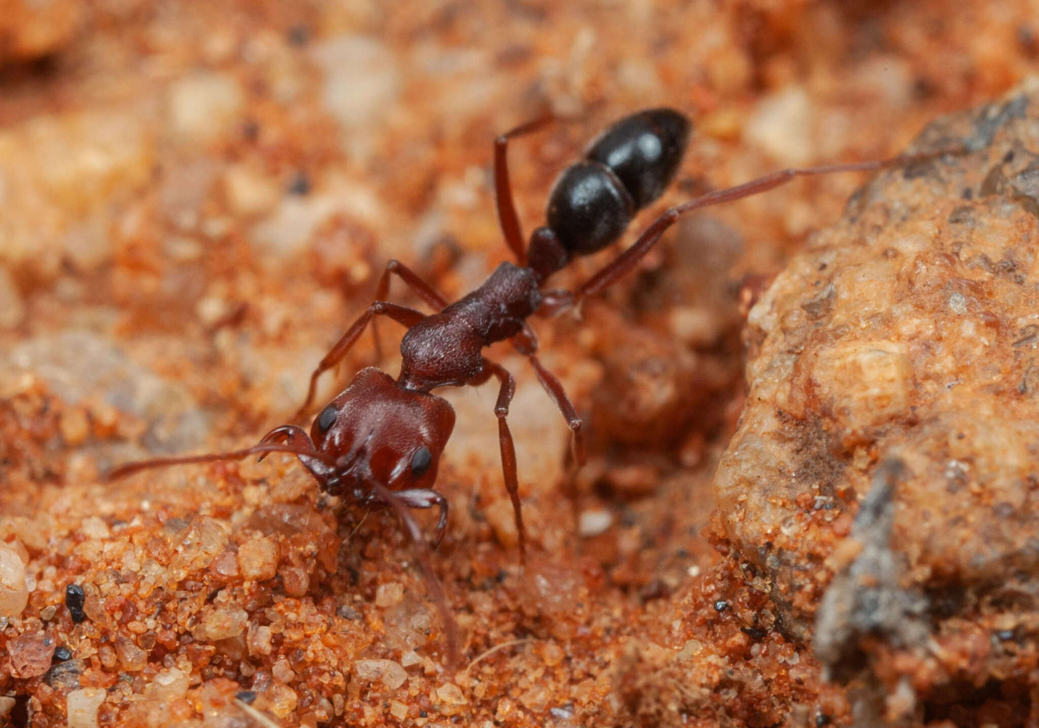 Image of Anochetus levaillanti Emery 1895