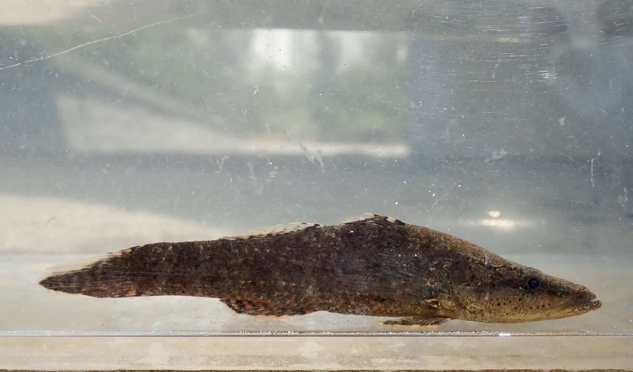 Image of Olive flathead-gudgeon