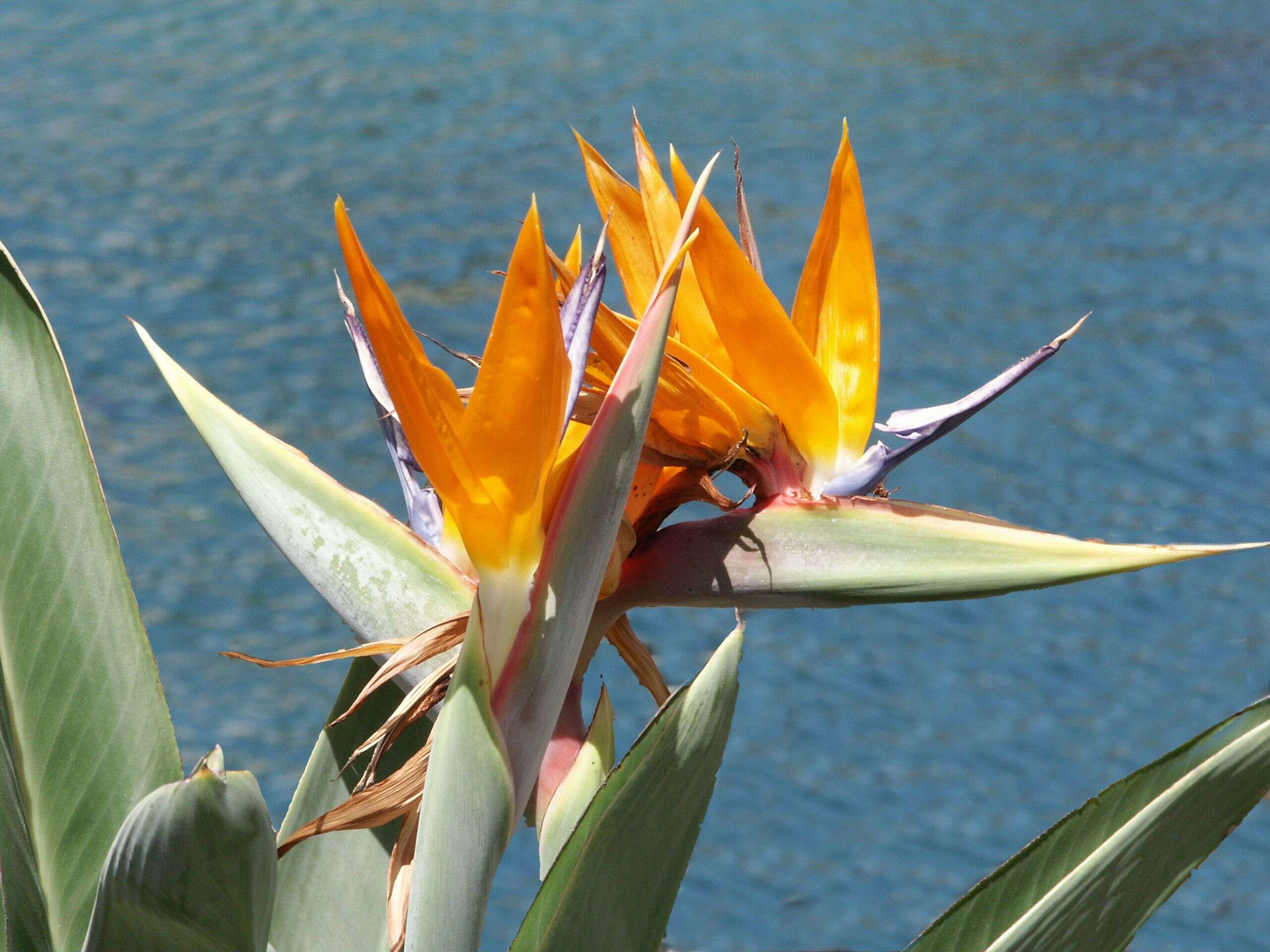 Image of Bird of paradise plant