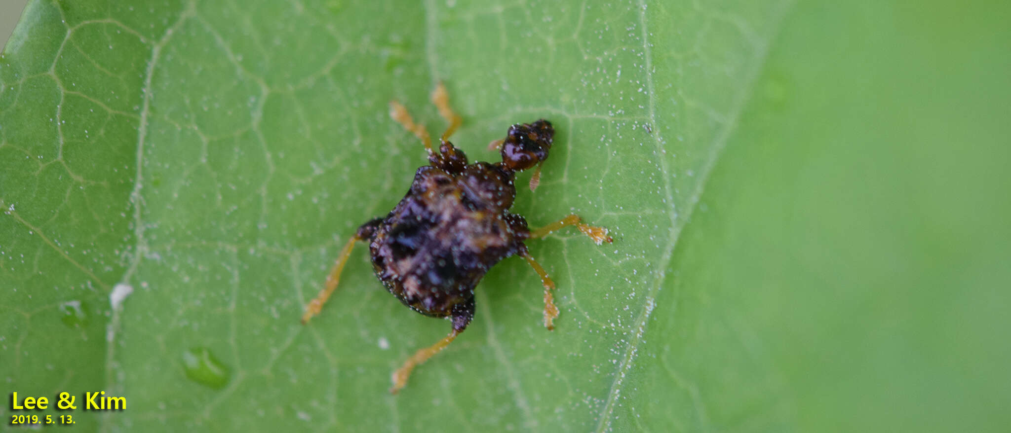 Image of Paroplapoderus angulipennis Voss 1926