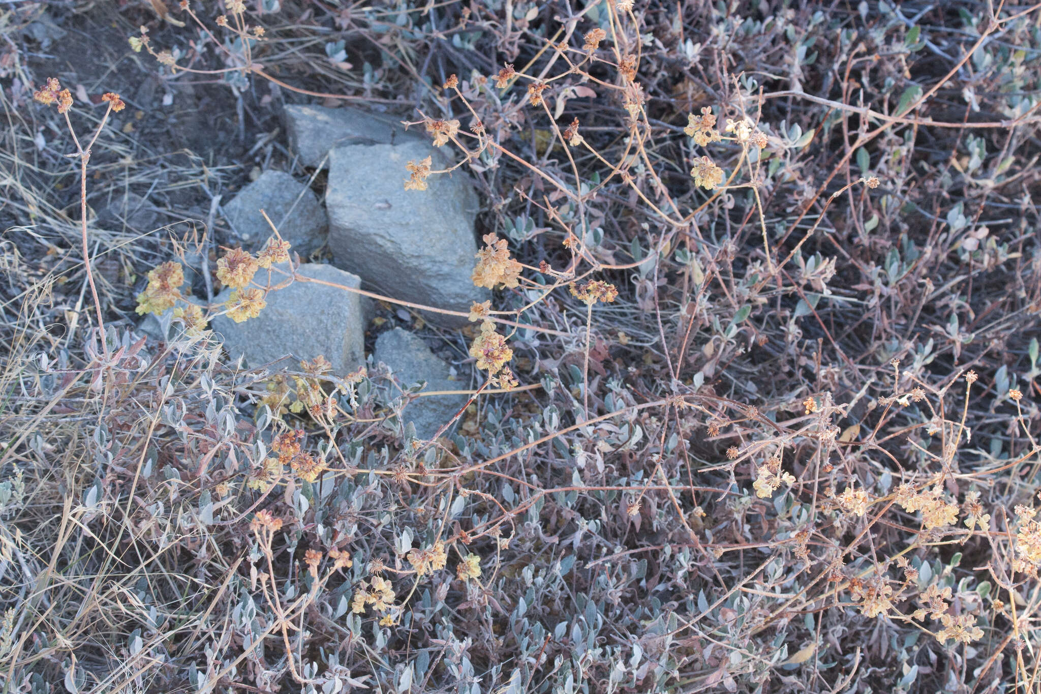 Image of Munz's buckwheat