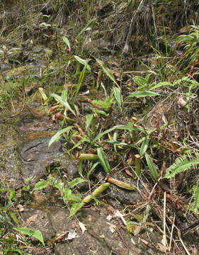 Image of Nepenthes kampotiana Lecomte