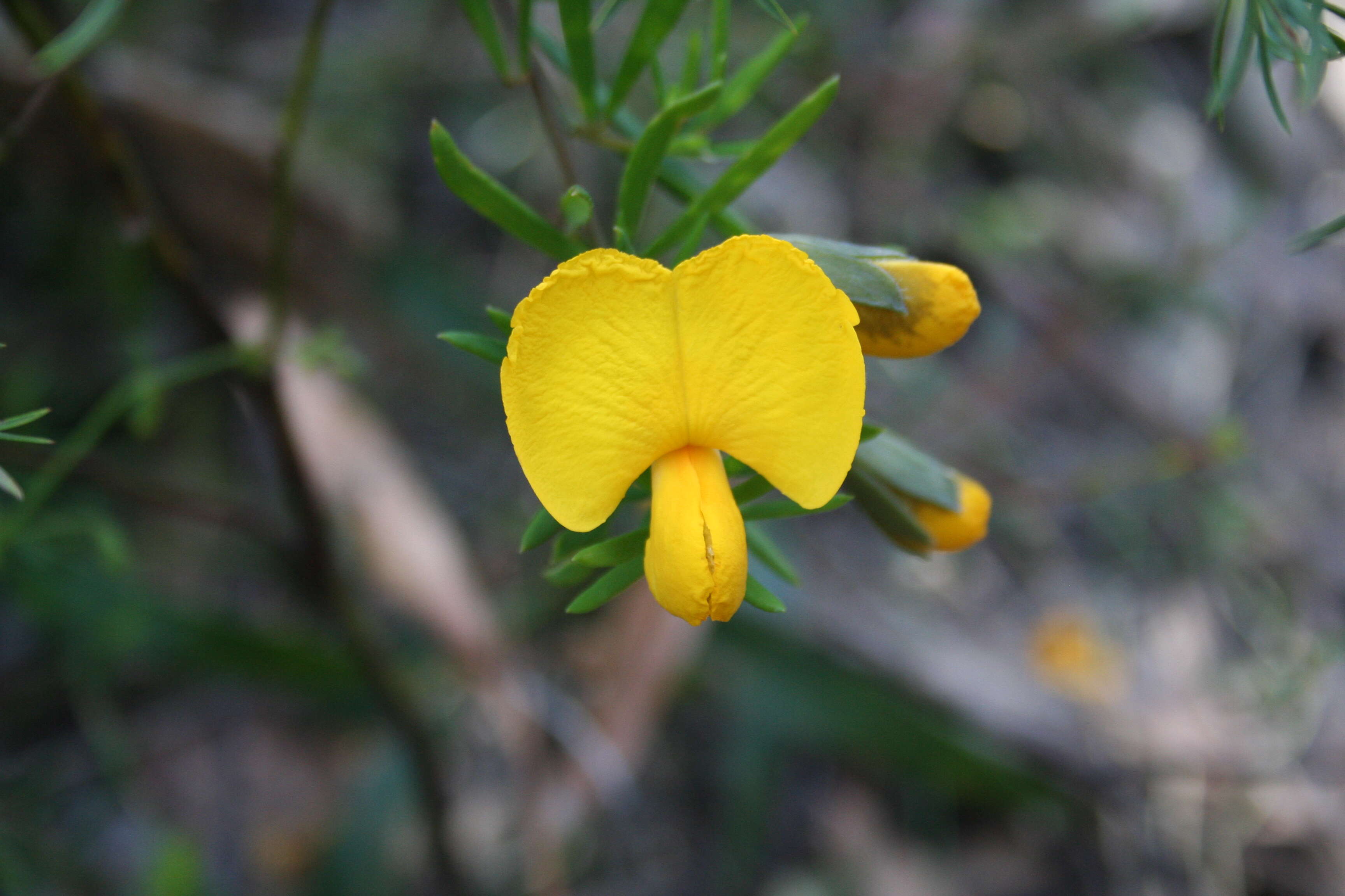 Слика од Gompholobium grandiflorum Sm.