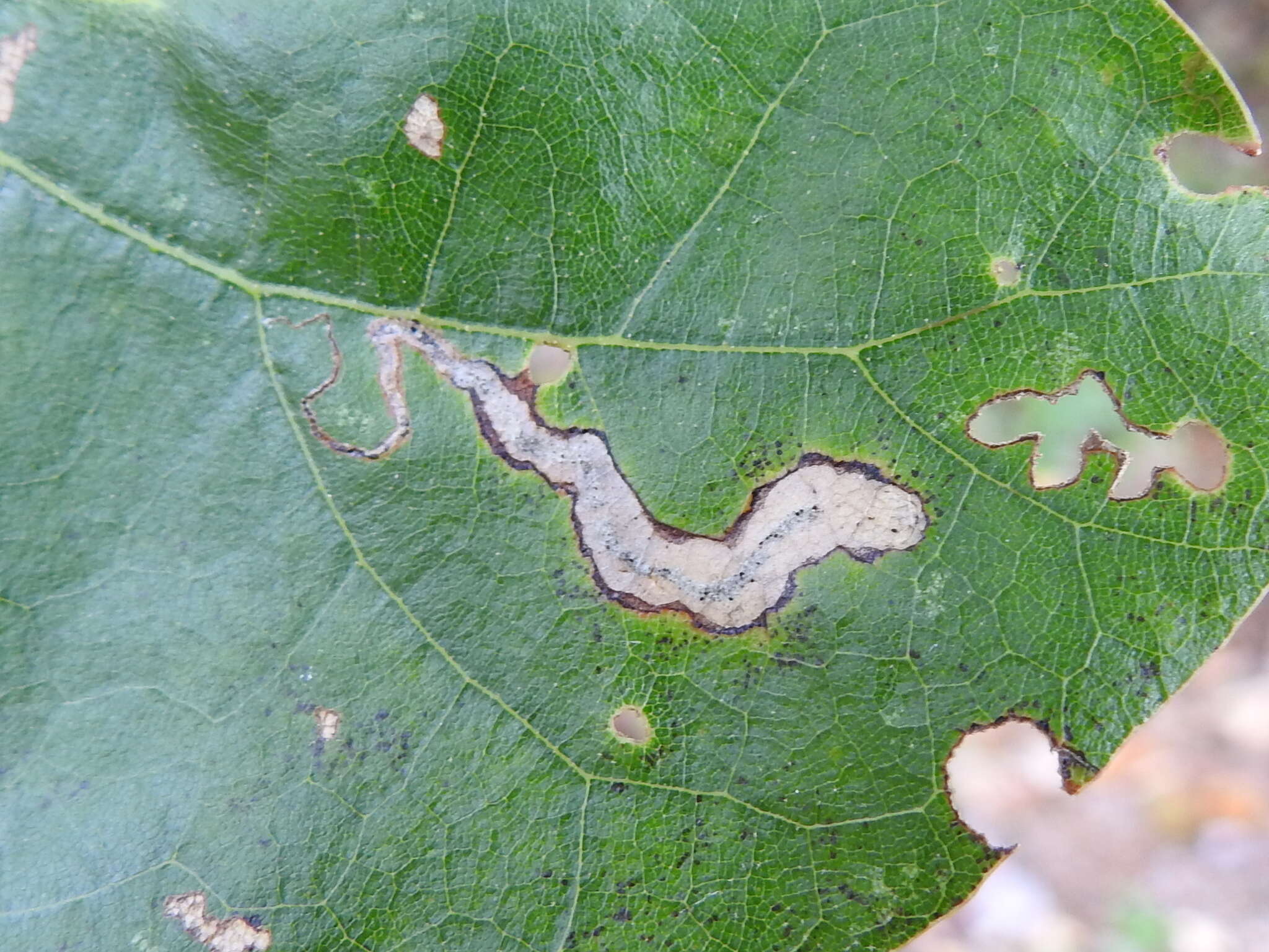 Image of Stigmella quercipulchella (Chambers ex Hayden 1882) Wilkinson et al. 1979